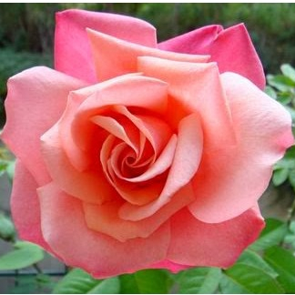 《第一特獎》🈶貨 🌹 玫瑰花盆栽苗 🌹 玫瑰苗 🌹 玫瑰花苗 🌹 玫瑰盆花 🌹玫瑰花🌹