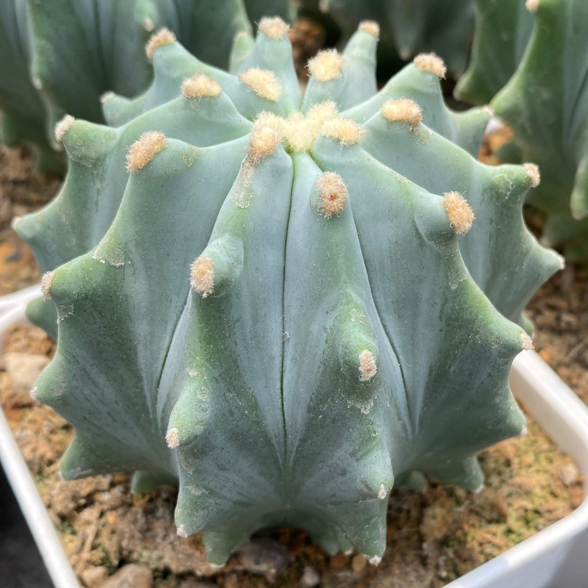 🌵無刺王冠龍｜Ferocactus glaucescens f. nuda