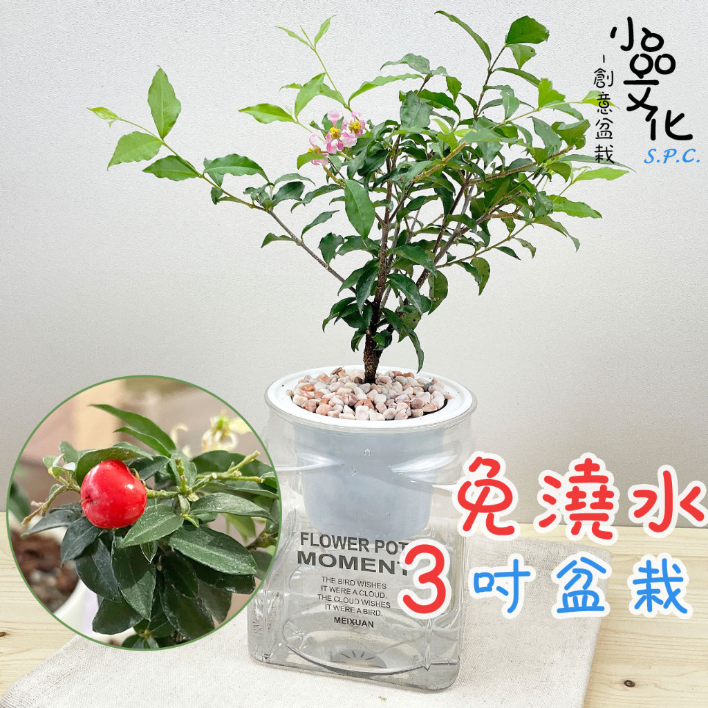 【小品文化】李氏櫻桃【現貨】3吋糖果免澆水盆栽 懶人盆栽 開花植物 室內植物 自動吸水 創意花盆 居家辦公盆花