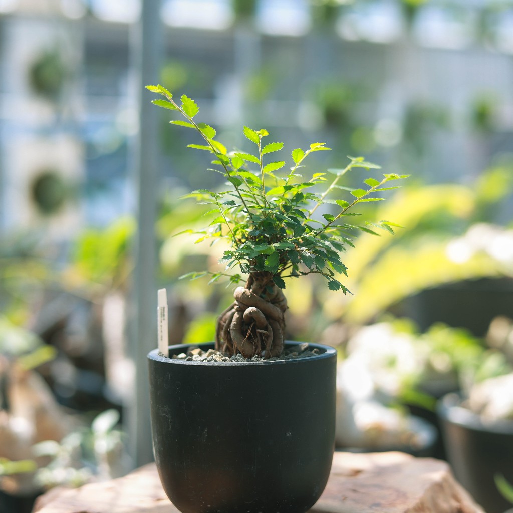 造型榆樹 3吋盆 穩根株 多肉植物 多肉盆栽 塊根 療癒 陽台植物 植栽 園藝【阿金的便秘花園】