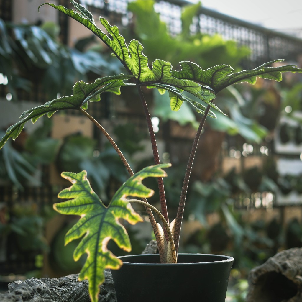 傑克林觀音蓮 2.5吋盆 觀葉植物 雨林植物 耐陰植物 室內植物 園藝 療癒 植栽 植物【阿金的便秘花園】