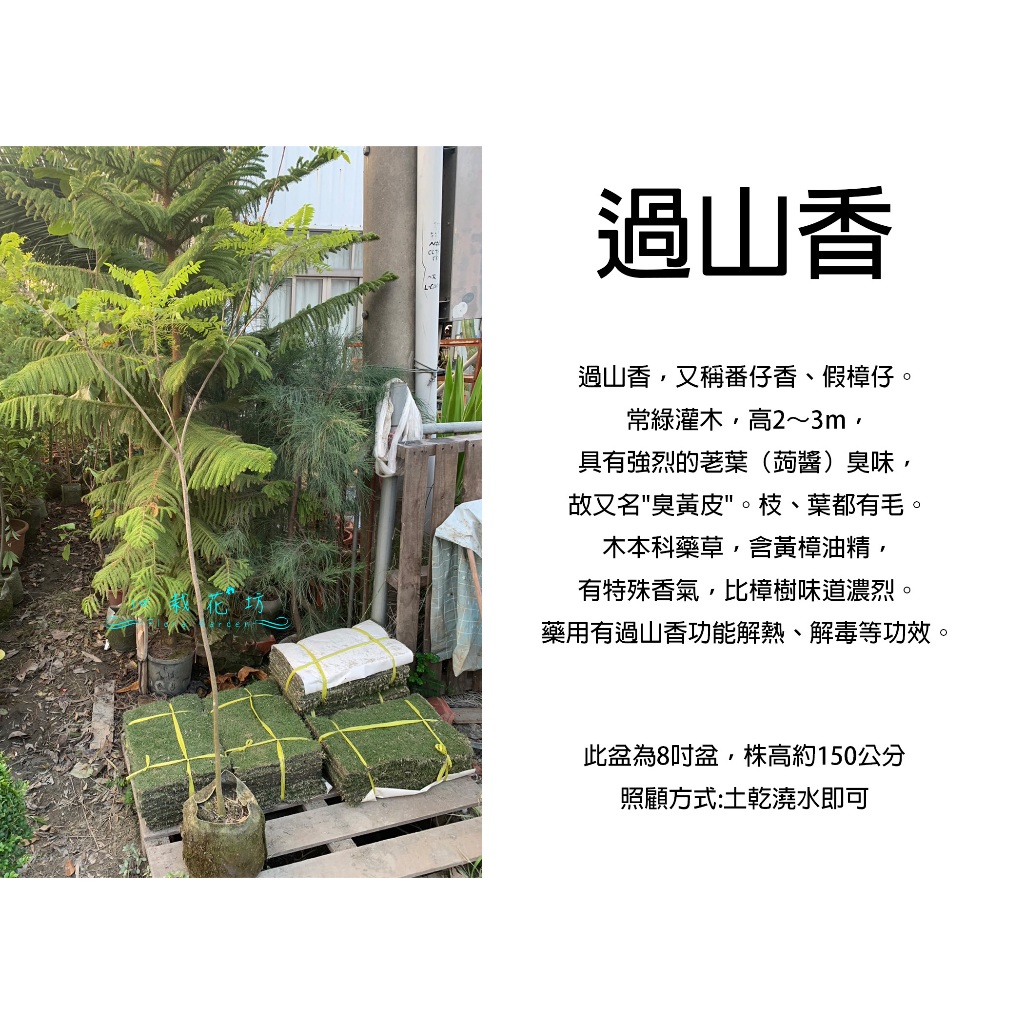 心栽花坊-過山香/8吋/香料香草植物/綠籬植物/綠化植物/售價450特價400