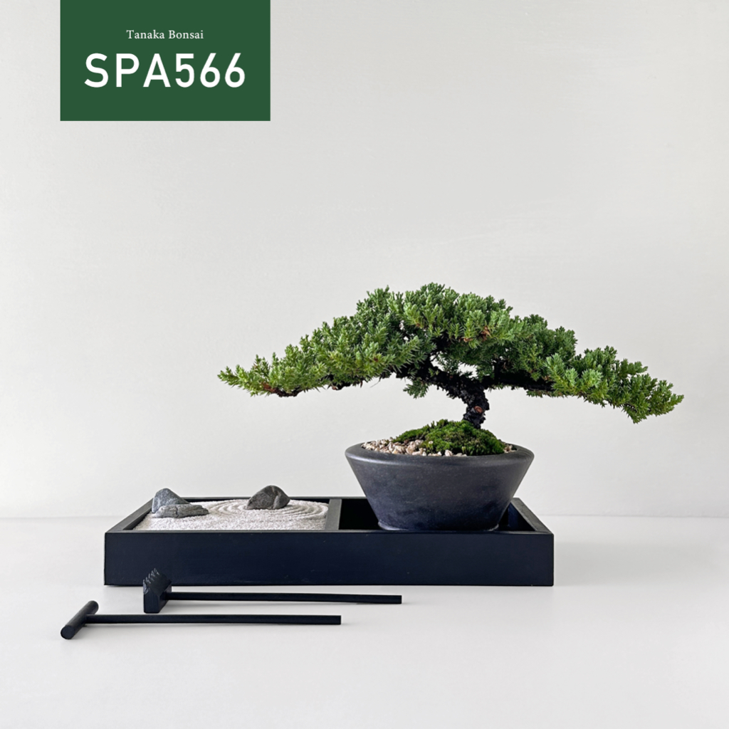 【Tanaka Bonsai】SPA566 珍珠柏盆景(不含木墊片與枯山水套件）｜松柏盆栽