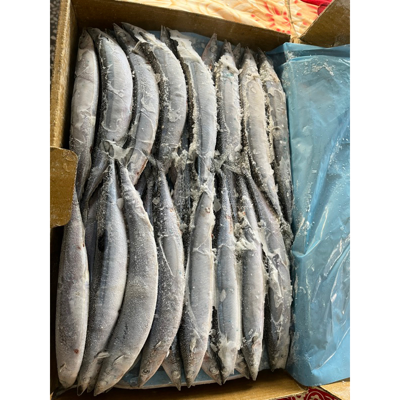 日本北海道當季3號秋刀魚10公斤裝特價1100/箱請勿直接下單先詢問
