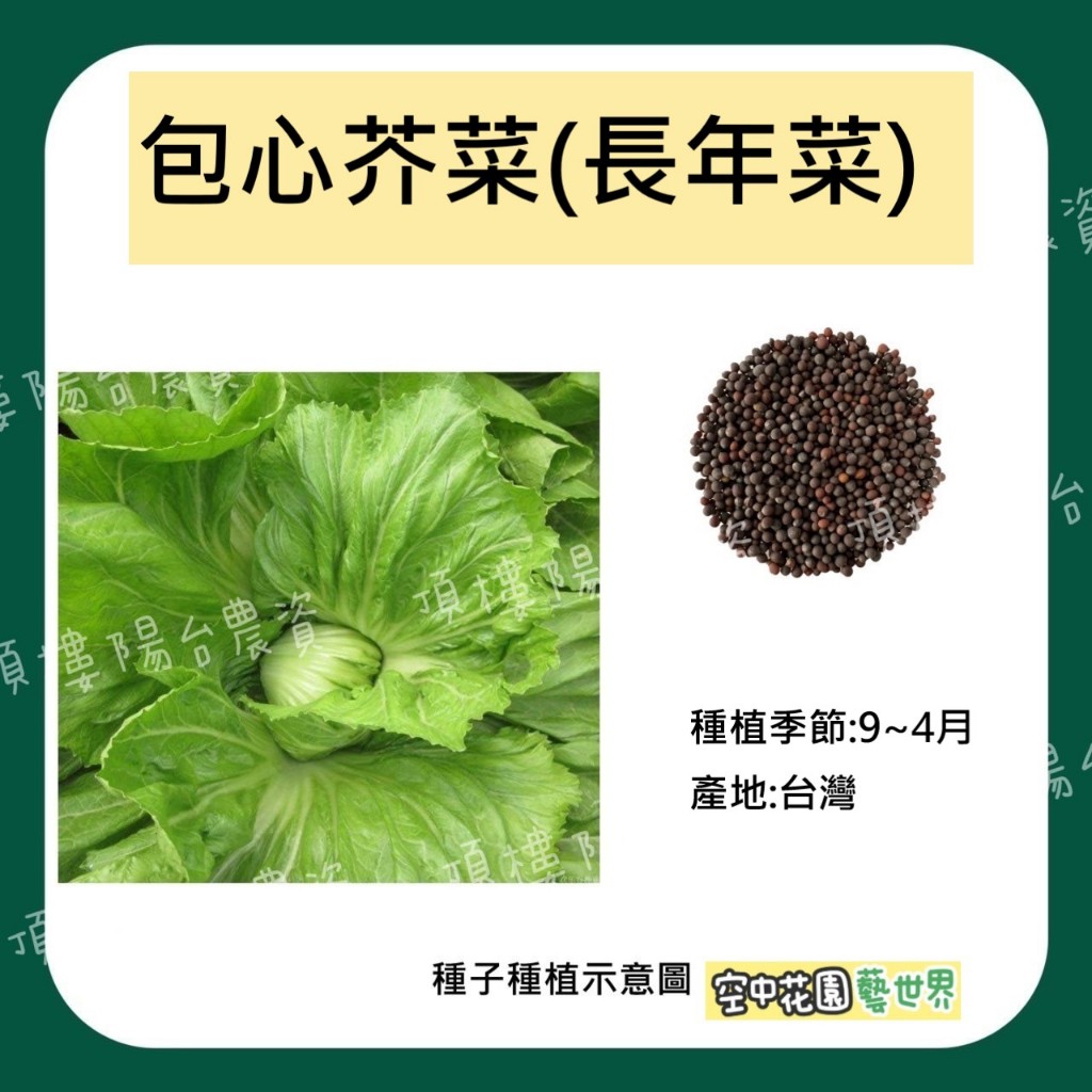 【台灣出貨 電子發票】包心芥菜(長年菜)種子 0.9g(約500顆) 田園 種菜 菜籽 芥菜 長年菜 空中花園藝世界