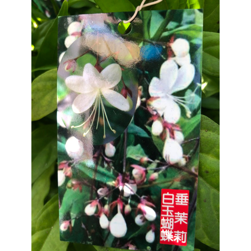 垂 茉莉/白玉蝴蝶/ 5吋～多年生常綠開花植物⋯