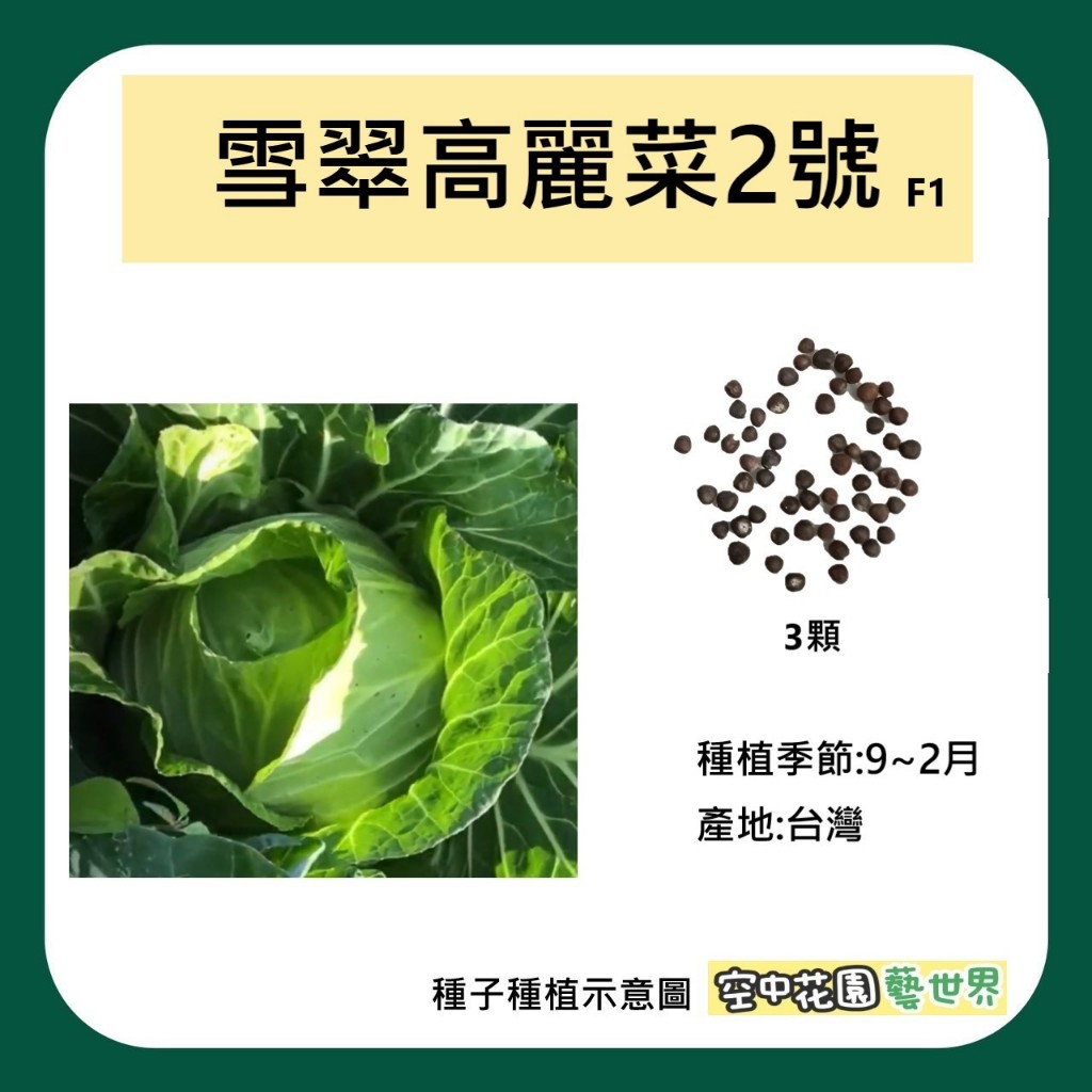 【台灣出貨 電子發票】雪翠高麗菜2號種子 3顆 F1 甘藍 種菜 一脆二嫩三甜 農產 菜籽 空中花園藝世界
