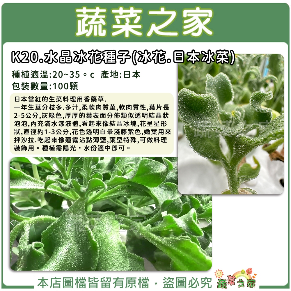 【蔬菜之家滿額免運】K20.水晶冰花(冰花.日本冰菜)種子100顆(生菜料理柔軟肉質莖,可做料理裝飾用)香草類種子