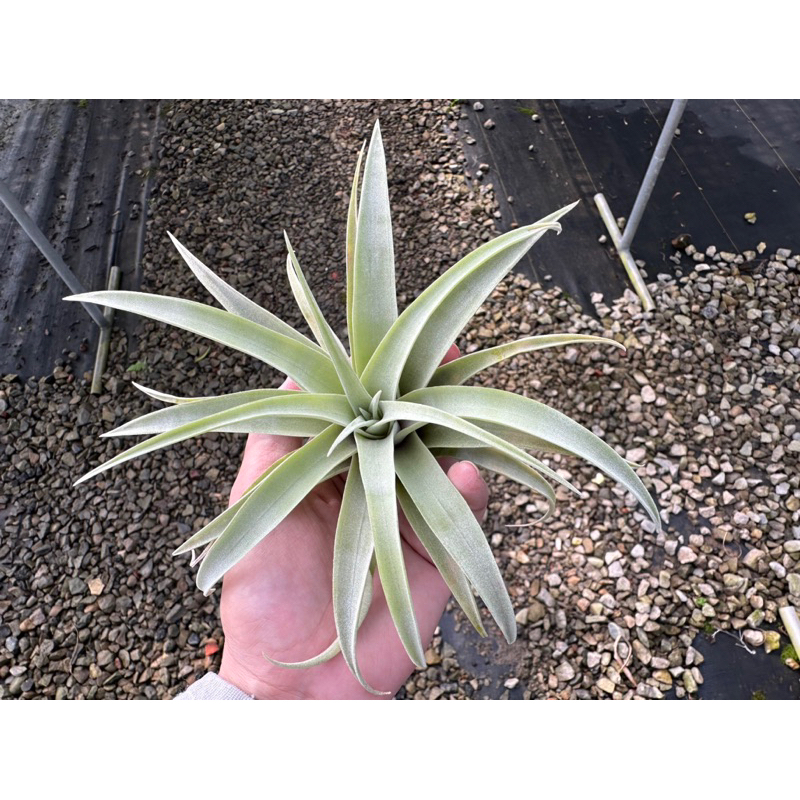 銀玫瑰-空氣鳳梨（不開花易長芽品種） Tillandisia-婚禮小物-小植栽