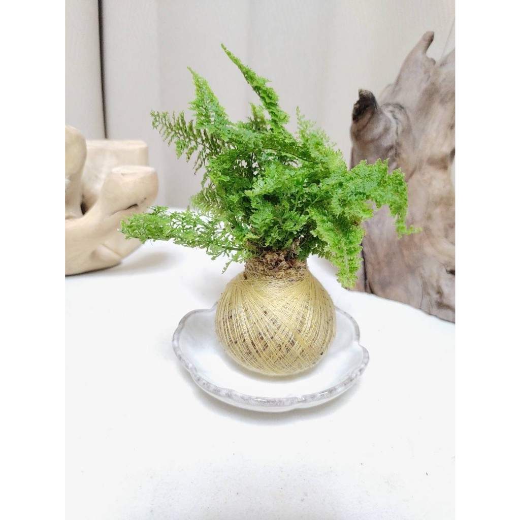《Kamata🌈》🌲波士頓腎蕨(花邊瓷器底盆)苔球🌲密葉蕨 蕾絲蕨 觀葉植物 可吊掛居家小品 桌上型苔球