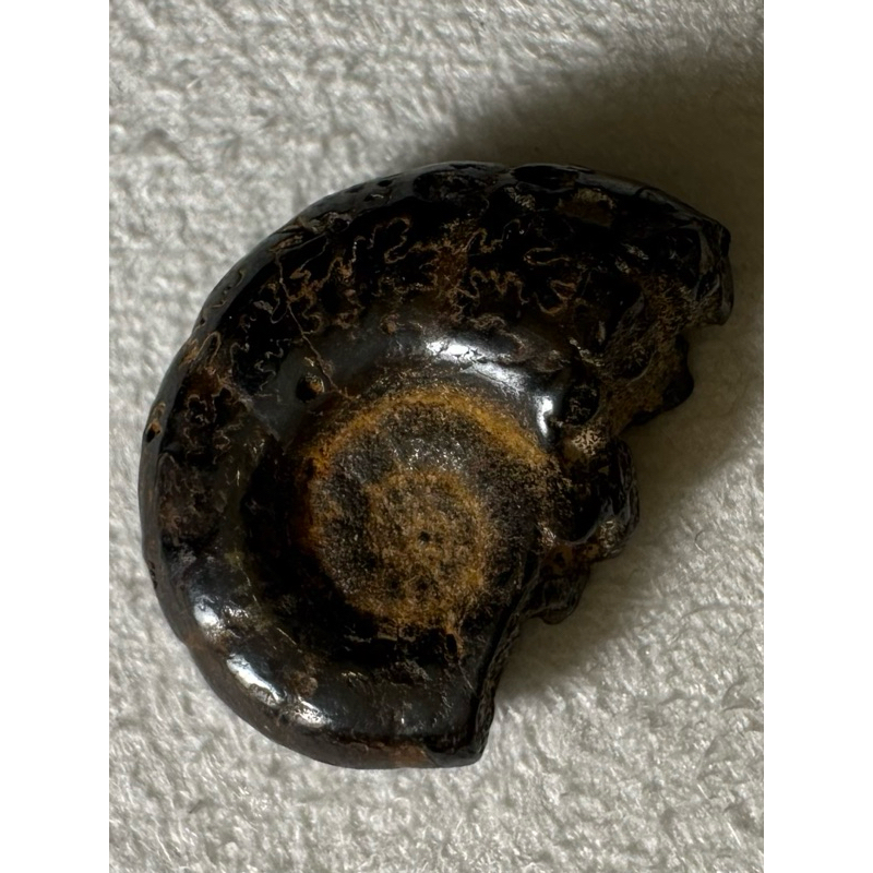 [菊石化石]褐鐵礦化菊石-L004-摩洛哥化石