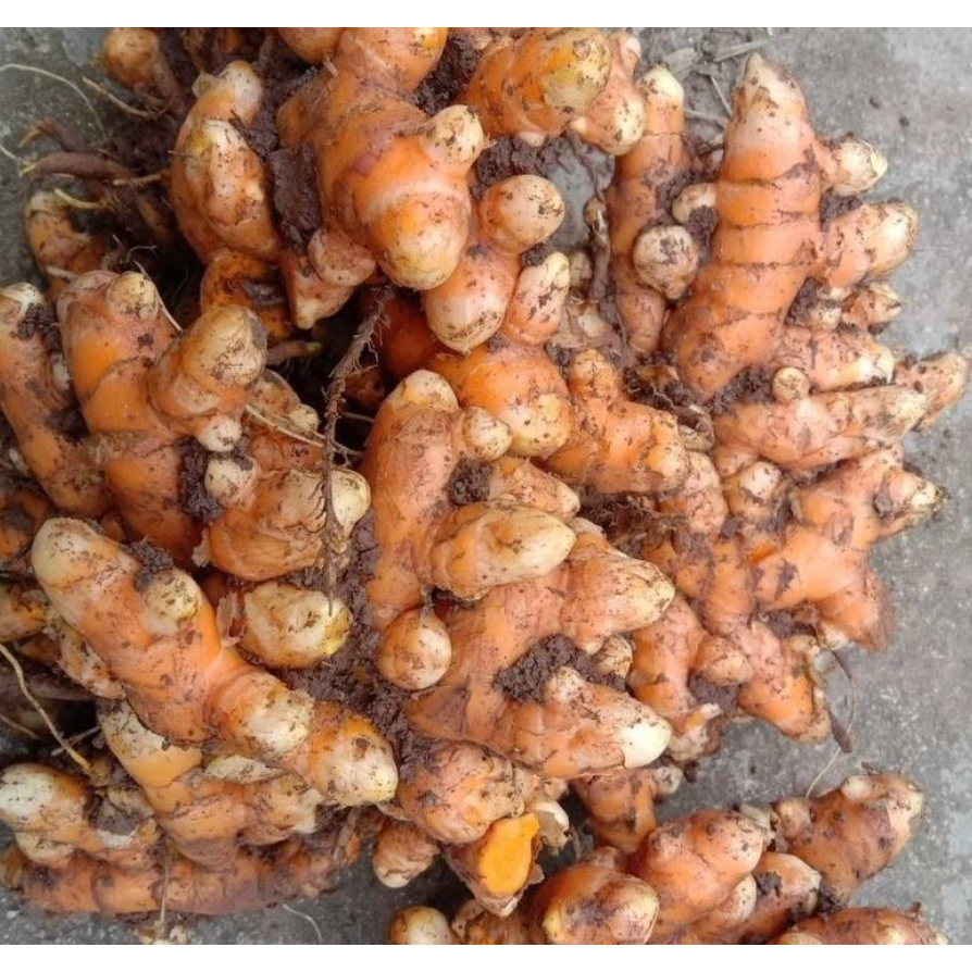 新鮮薑黃/kunyit turmeric 香草植物 料理 一斤$79