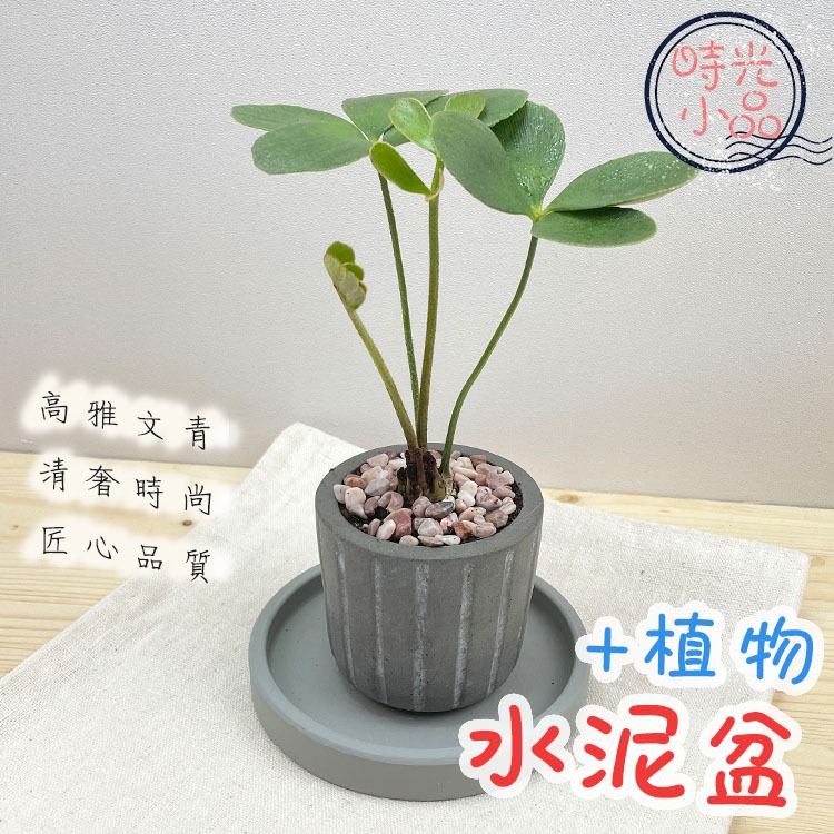 【時光小品】幸運樹【現貨】小巧水泥盆-直紋款 土耕盆栽 造型盆栽 觀葉植物 室內植物 室內盆栽 水泥