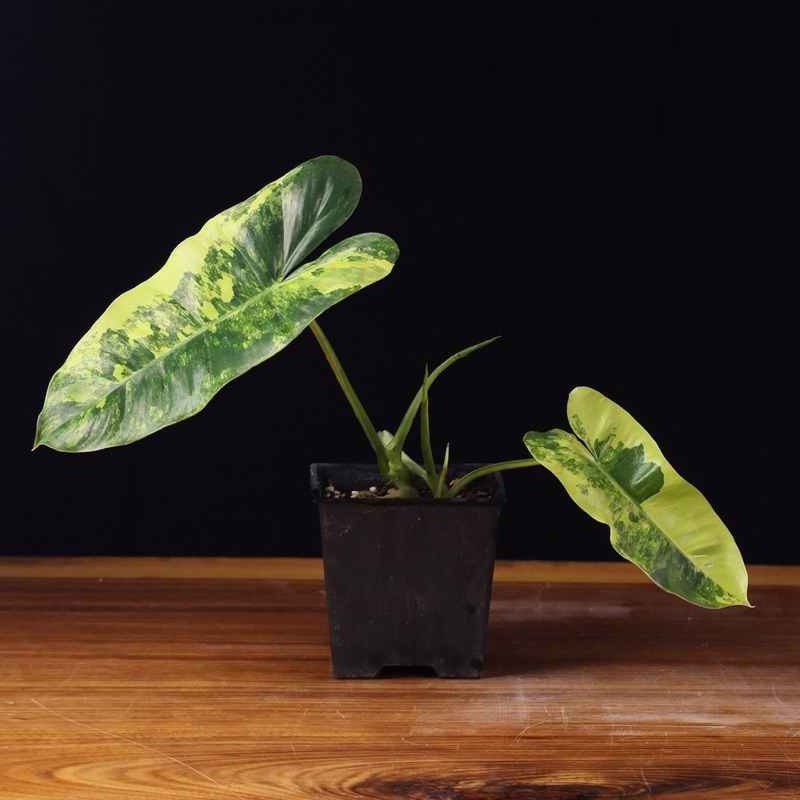 觀葉植物 🦄白斑獨角獸 班葉蔓綠絨 便宜賣