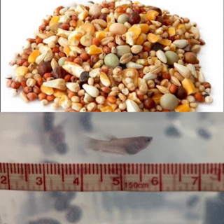 LHC水族鬥 魚 可動模型半月 pk 馬尾