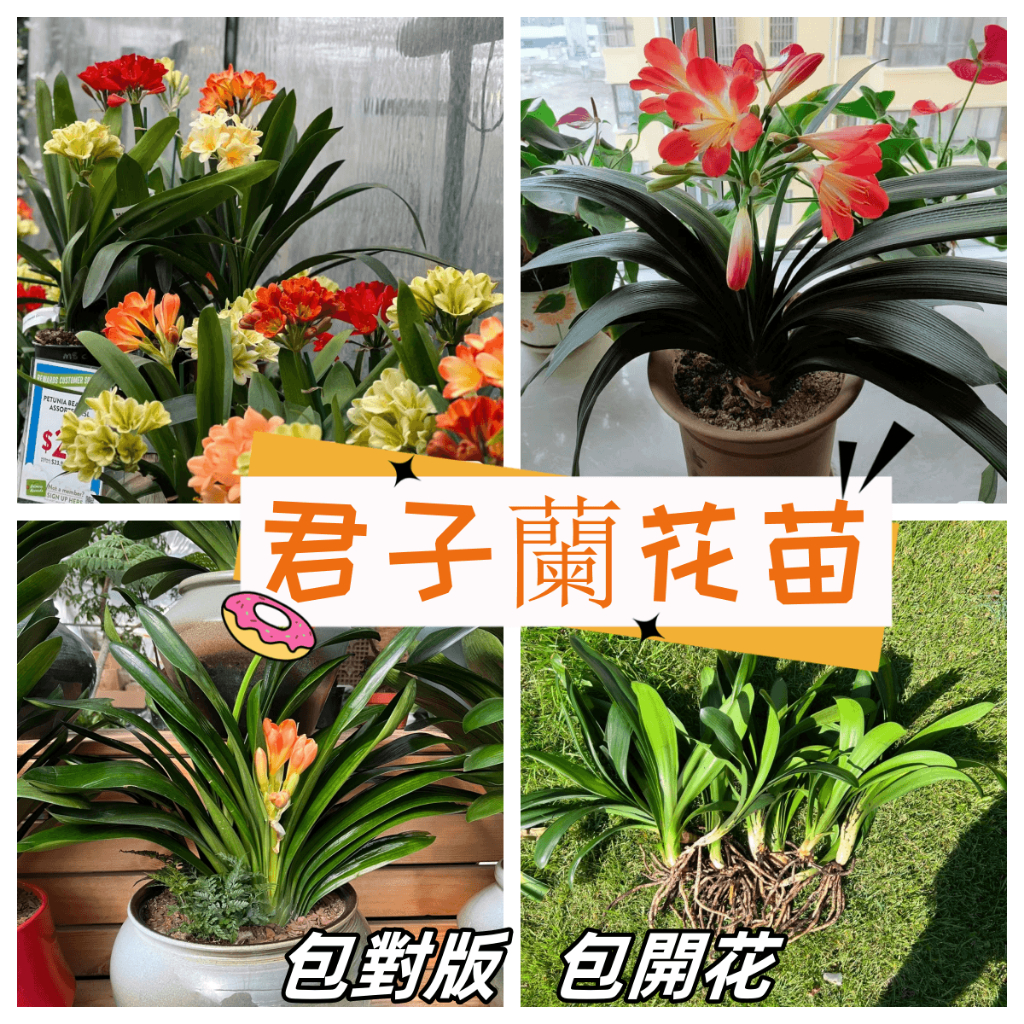 君子蘭花苗 君子蘭招財綠植 四季常青植物多年生辦公室室內外種植耐寒好養綠植