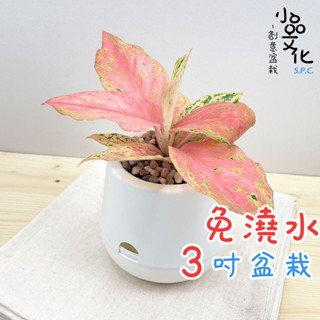 【小品文化】彩鳳【現貨】3吋雪胖免澆水盆栽 懶人盆栽 觀葉植物 室內植物 自動吸水 創意花盆 居家辦公盆花