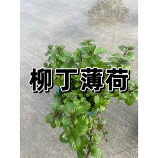 【花無缺❶號】香草 柳丁薄荷 10-40公分 5吋盆