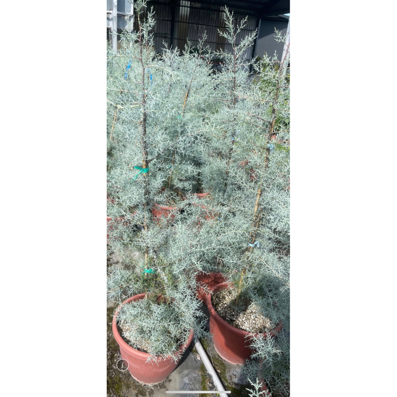 大盆 要宅配 藍冰柏 真柏 盆栽 綠植 庭院佈置 植物 樹 ig 網紅 觀葉植物 庭院 花圃 室內植物 空氣淨化