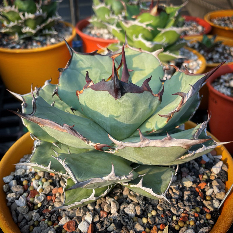 TY Garden - 龍舌蘭， 鹹狗嚴龍Agave titanota “salty dog”