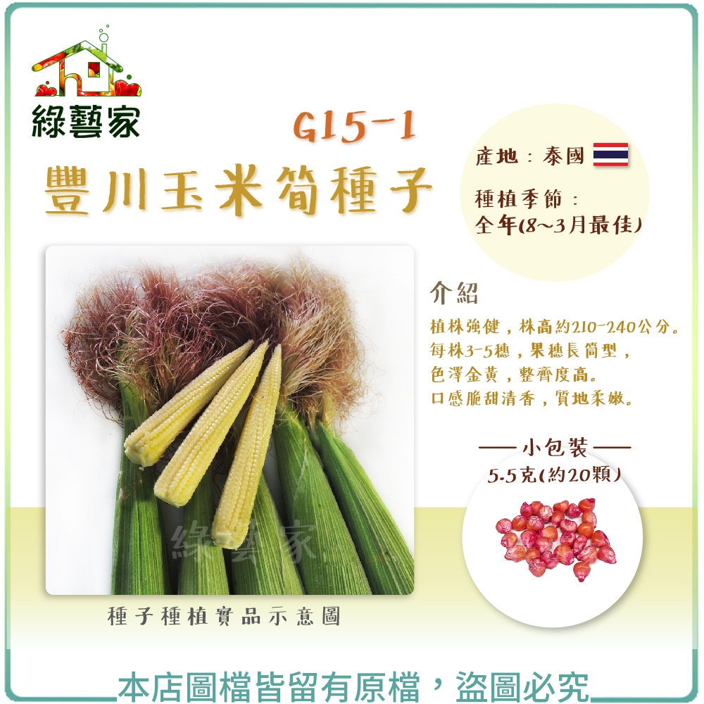 G15-1.豐川玉米筍種子5.5克(約20顆)(有藥劑處理) // 植株強健，株高約210-240公分。【綠藝家】