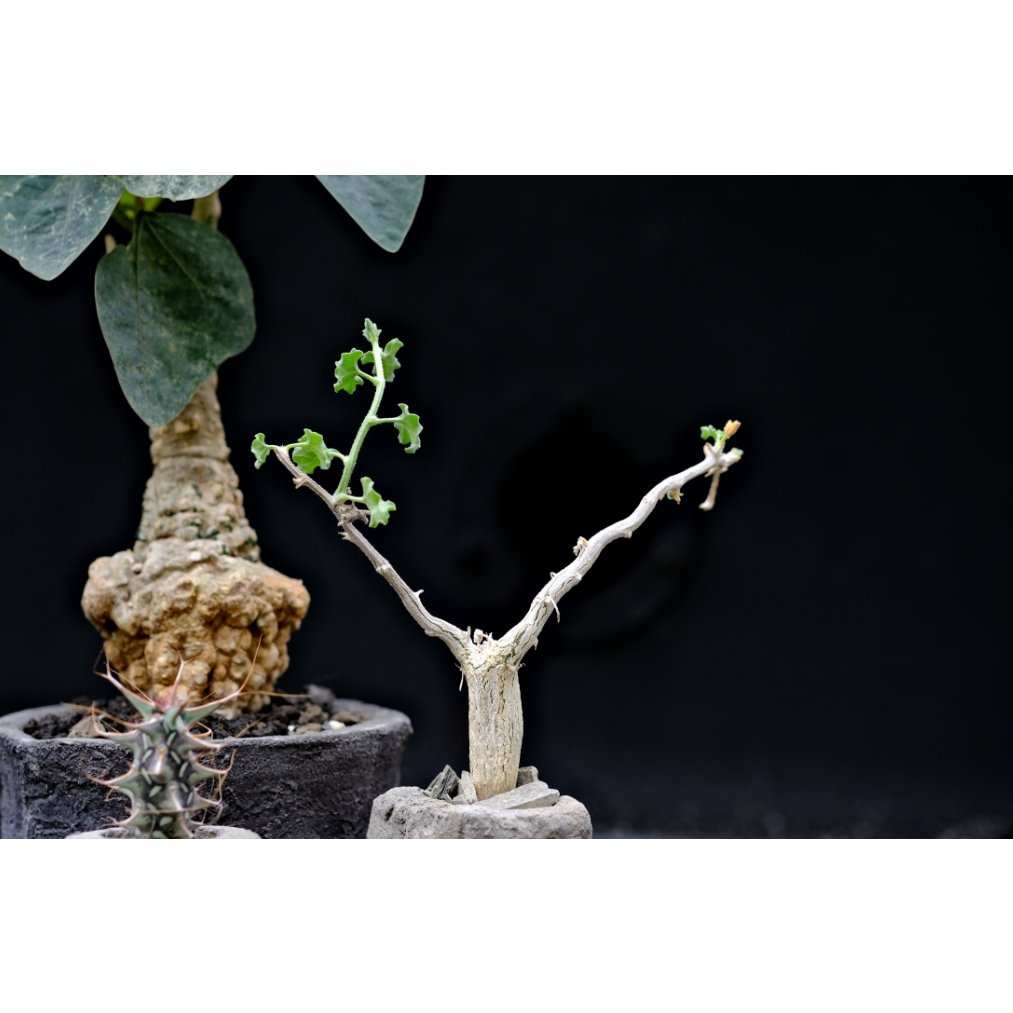 酉5pm 索馬利亞樹葫蘆 Corallocarpus glomeruliflorus 實生苗 塊根植物 多肉植物