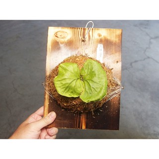 (美心花園) 亞洲猴腦 亞猴鹿角蕨 已上板 上板鹿角蕨 亞猴鹿角蕨 上板植物(女王 巨獸 捲捲鹿 賽爾索)