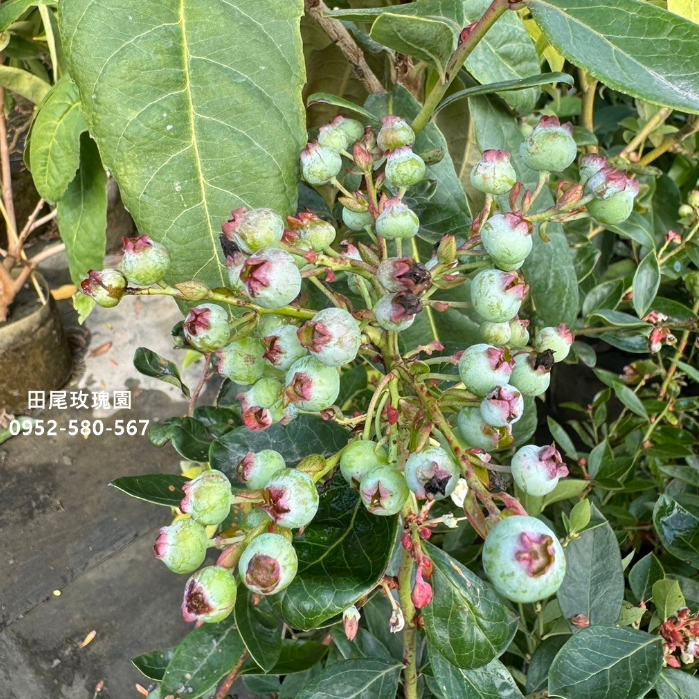 田尾玫瑰園 l 暖地小藍莓、星星果【6吋盆 高度約50cm】水果苗 季節水果 食用藍莓 (植物眾多歡迎詢問)