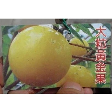☆東霖園藝☆╮黃金果苗--大果黃金果--屬大果黃金果.果實達斤上