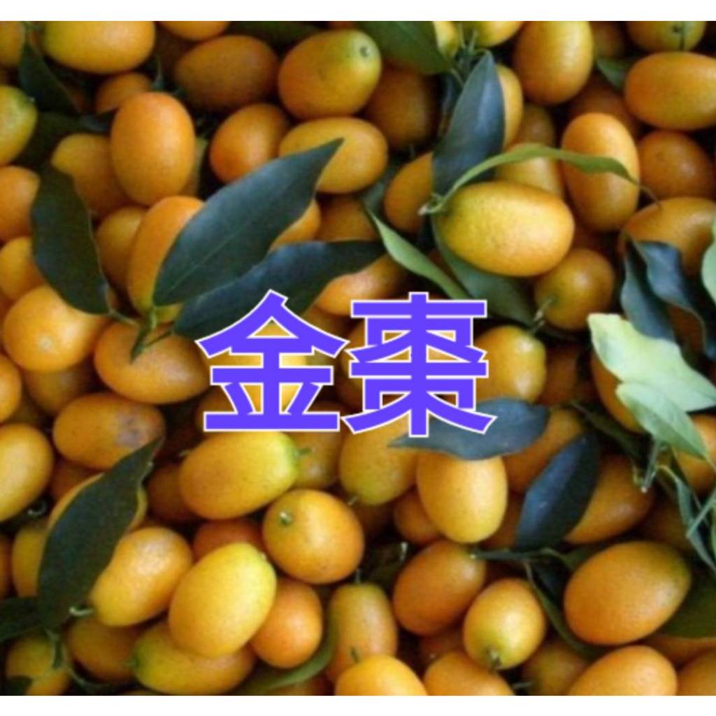 ☆東霖園藝☆╮柑橘苗--金棗--酸甜品種..另有金桔.日本甜桔