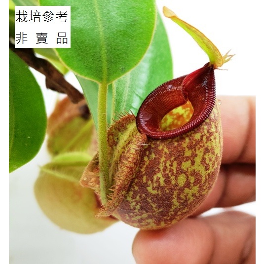 虎克豬籠草(紅唇)~Nepenthes × hookeriana~小型種，易結瓶，適合生態缸(裸根直徑7.5cm+)