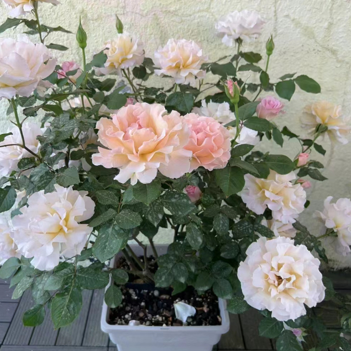 【超高發芽率】最新稀有品種 玫瑰花種子 玫瑰種籽室內 辦公室綠植 易養易活