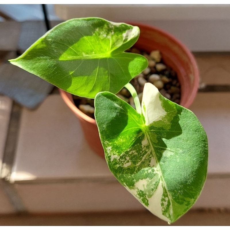 雨林.觀葉植物 斑葉姑婆芋Alocasia odora ‘Variegated’ 白斑