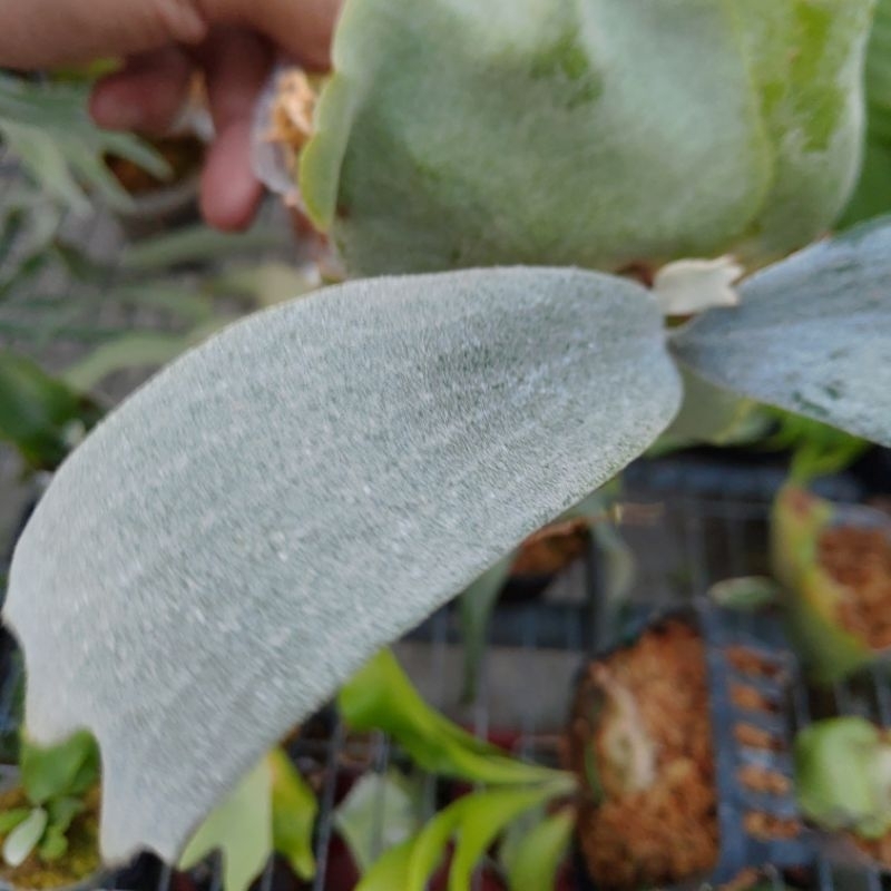 《植醉今明》Platycerium 鹿角蕨系列-白鹿(日本白普) Bifurcatum sp. white