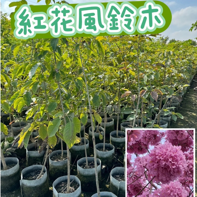 田尾玫瑰園 l 紅花風鈴木、洋紅風鈴木【八吋美植袋】觀花植物 行道樹 (田尾在地商家)