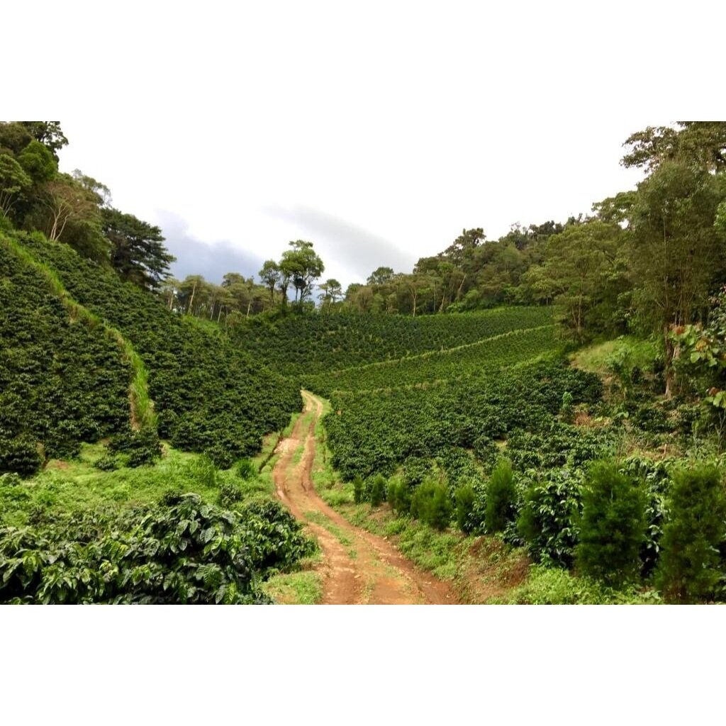【咖啡豆】尼加拉瓜 媽媽米娜莊園 紅卡太一種 水洗處理 批次 【ORSiR 歐舍咖啡】就愛喝咖啡系列 一磅咖啡豆(半磅裝