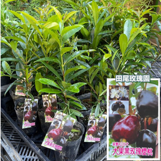 田尾玫瑰園 l 大果黑玫瑰櫻桃【3.5黑軟盆 高度35cm】櫻桃品種 水果苗 食用果樹苗 (植物眾多歡迎詢問)