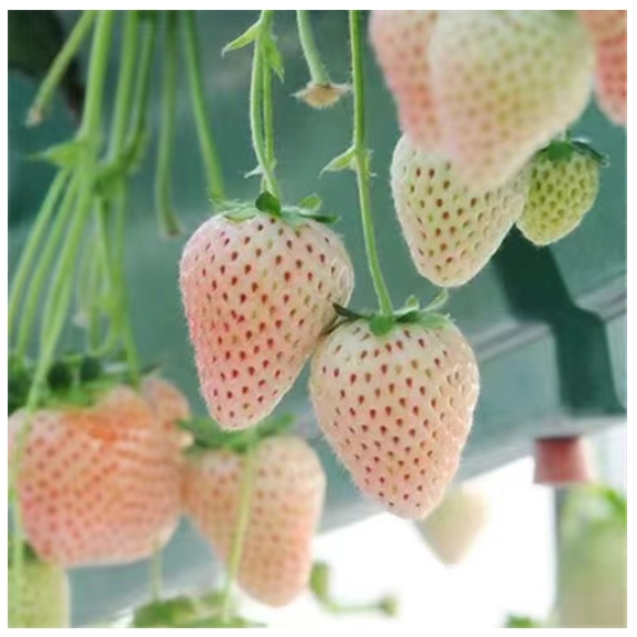 ✨超稀有品種草莓種子 60粒僅20元 草莓種子黑珍珠 黃色草莓 紅顏草莓 奶油草莓 黃心草莓  甜查理四季種植