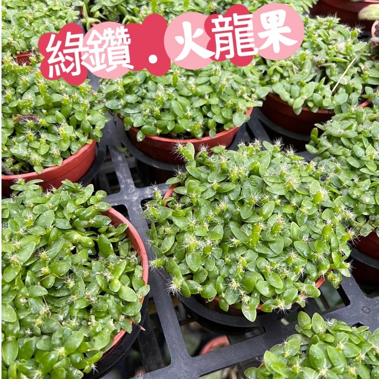 田尾玫瑰園 l 綠鑽.火龍果【三吋盆】火龍果苗 室內植物 多肉植物 綠化植物 (品種眾多歡迎詢問)