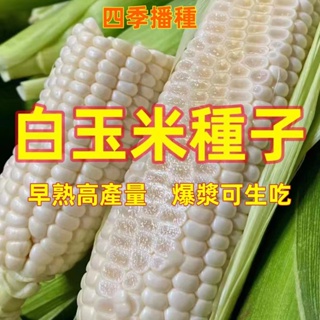 🔥今年新品 高質量💎白龍王玉米種子💎白玉米種子 玉米種子 水果玉米種子 爆漿白玉米 可生吃玉米 100%發芽 四季播種