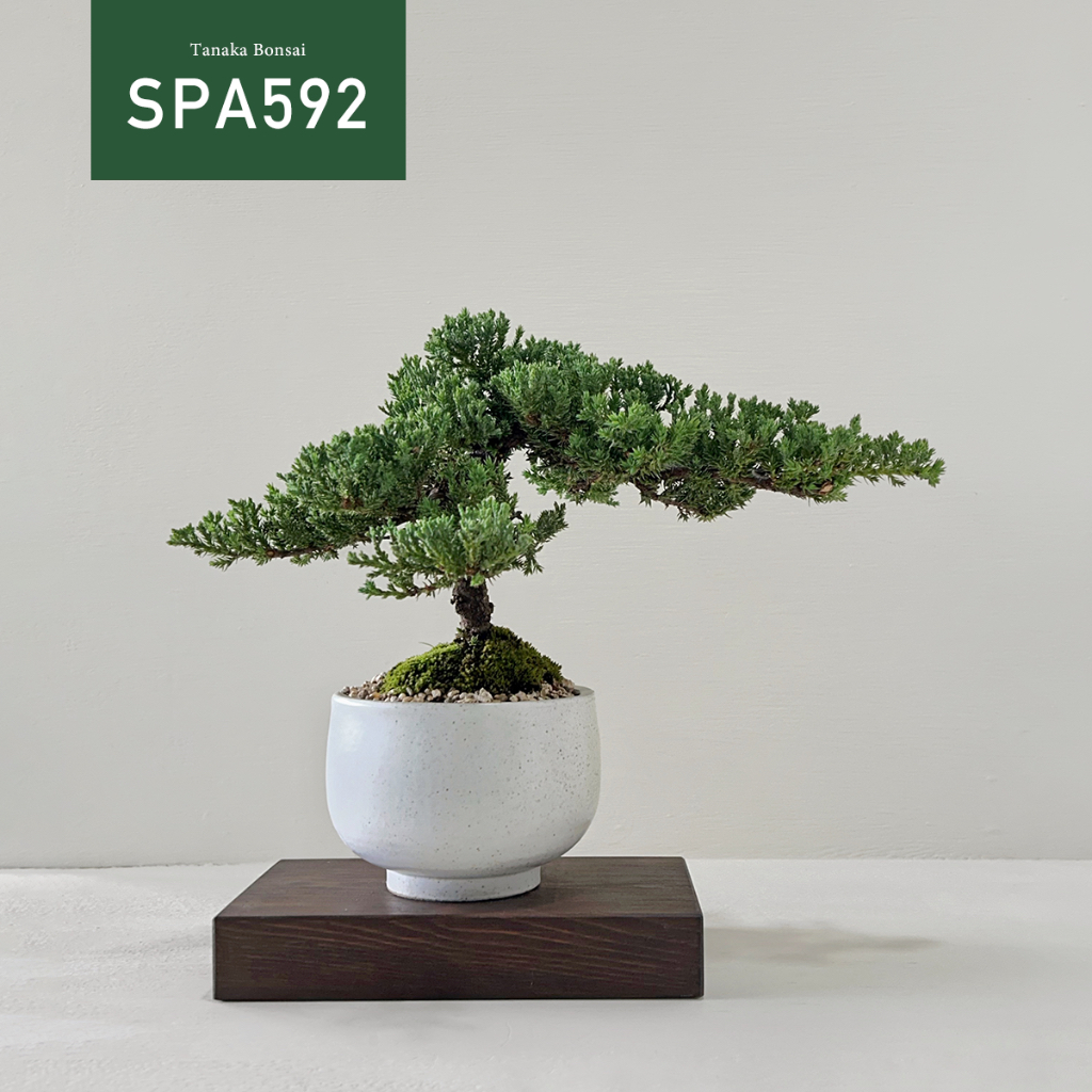 【Tanaka Bonsai】SPA592 珍珠柏盆景 (不含枯山水套件與木墊片）｜松柏盆栽