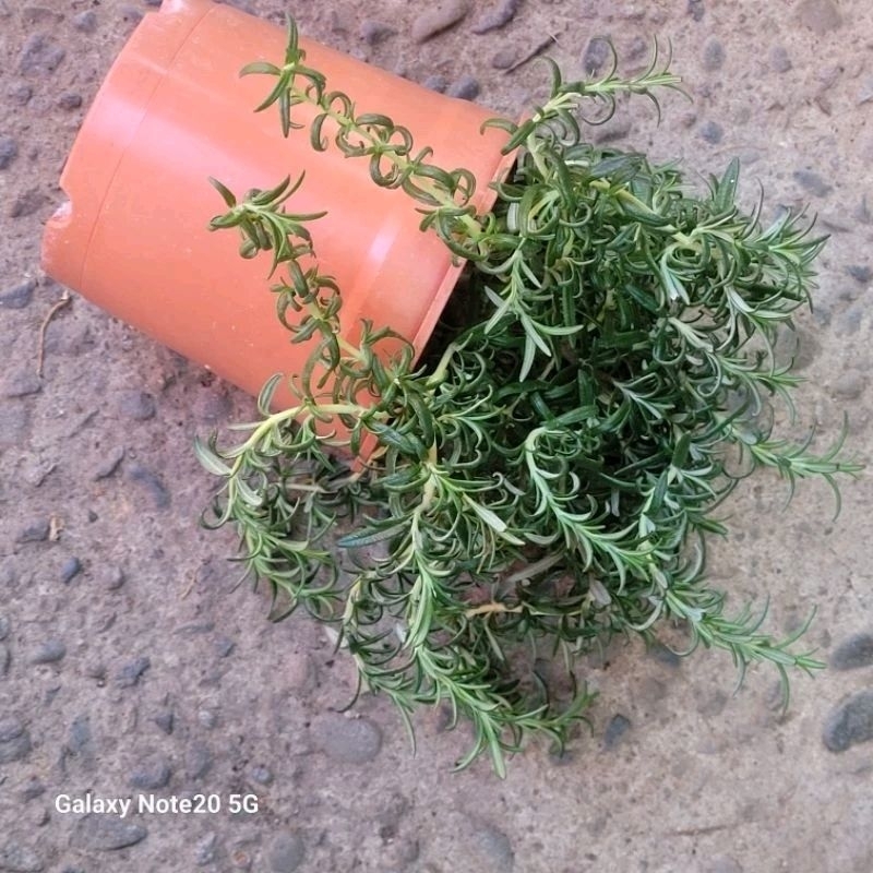 匍匐迷迭香 Rosemary食用香料5吋盆栽