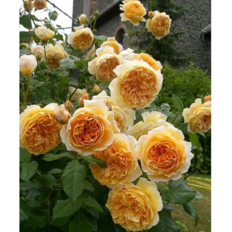 4吋盆瑪格麗特王妃玫瑰花苗（蔓性）強香經典花型