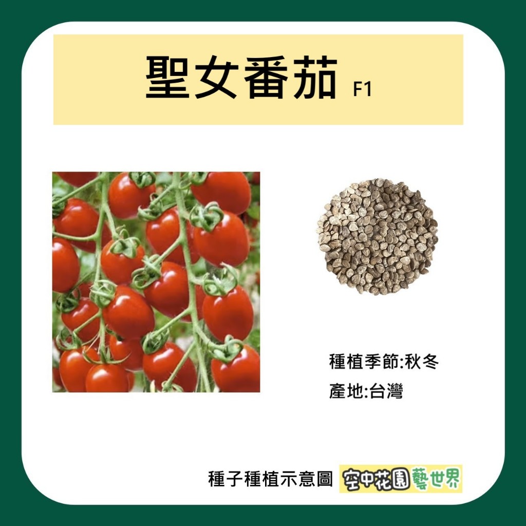 【台灣出貨 電子發票】聖女番茄 種子 5顆 F1 紅番茄 西紅柿 小番茄 番茄 田園 種菜 菜籽 空中花園藝世界