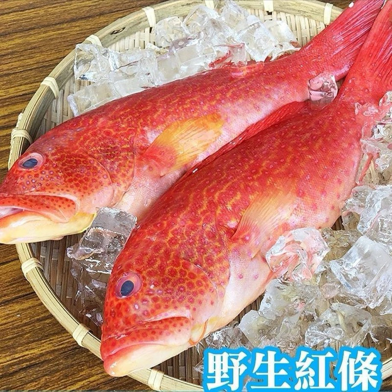 ［台中海鮮肉鋪］ 野生紅條魚 紅魚 深海魚 紅條 海鮮 魚類 海魚