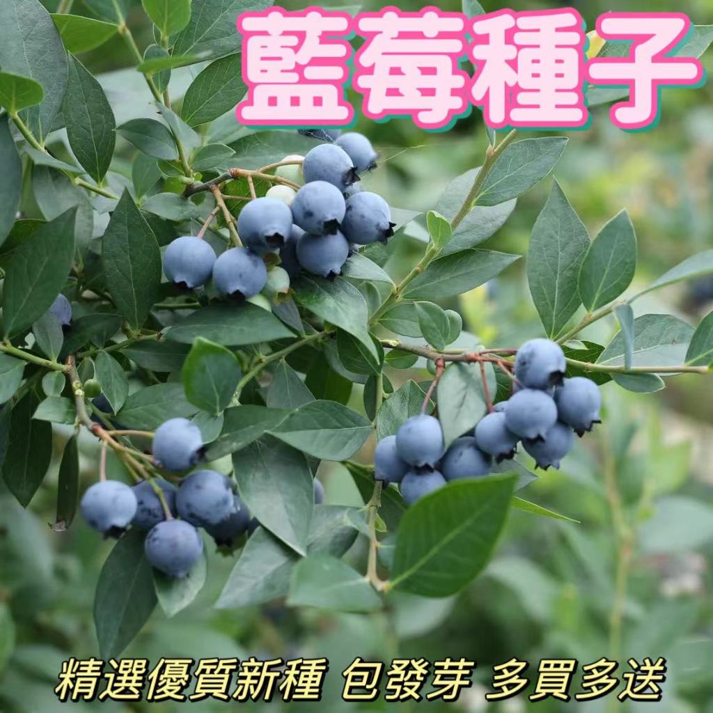 🌻向友農種業🌻【藍莓種子】 四季可種多年生長  藍莓種子 庭院陽台盆栽種植 藍莓苗/種苗