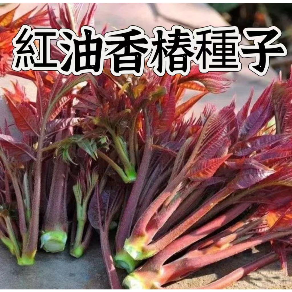 🔥香椿種子🍓紅油香椿 耐寒抗旱 四季庭院田園蔬菜種子 食用香椿樹種子 蔬菜種子 發芽率高