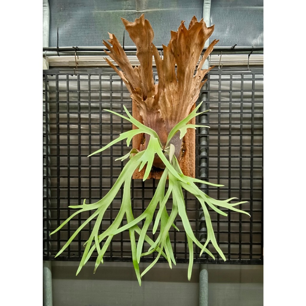P.willinckii/爪哇鹿角蕨/蕨類植物/觀葉/鹿角蕨