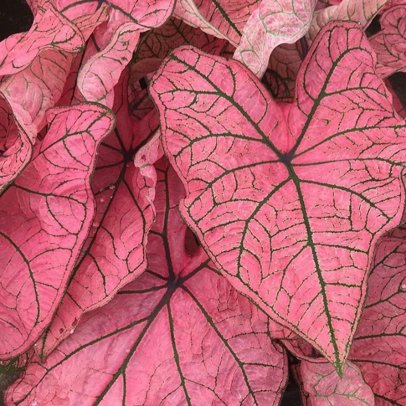 彩葉芋種球球根（觀葉植物球根植物）春之喜悅 烤布蕾 狂歡節