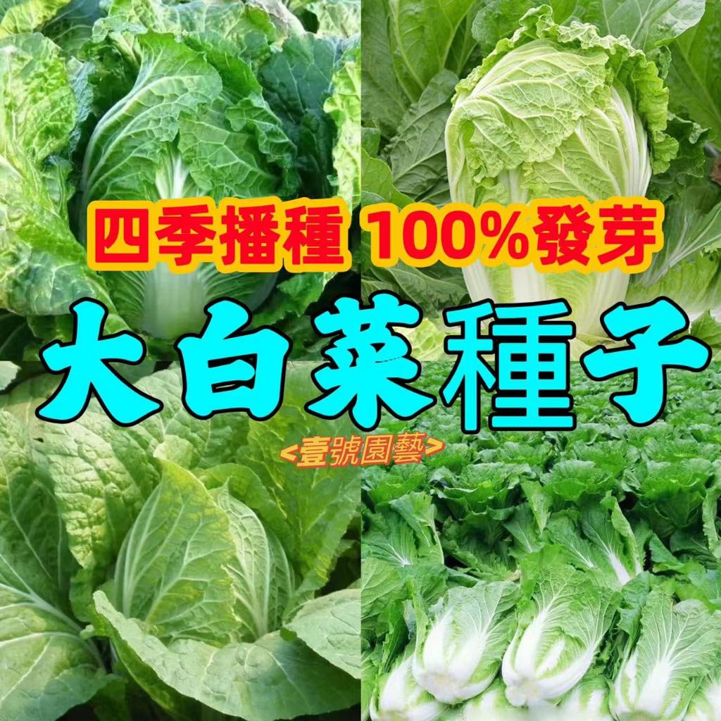 💎大白菜種子💎小白菜種子 綠葉大白菜 快菜種子 黃秧小白菜 紫白菜種子 庭院蔬菜 四季種植 30天速生 開發票收據